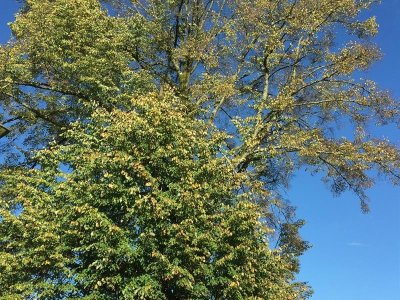 Tilleul à grandes feuilles