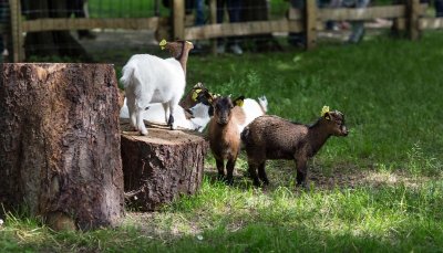 La Ferme de Maisons-Alfort