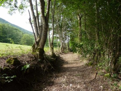 Le sentier des arbres