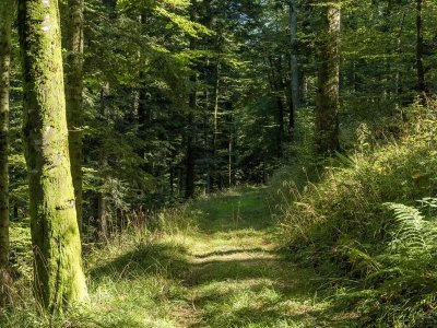 Circuit poussettes H03 : En partant de Champenay