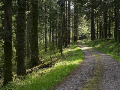 Circuit poussettes H05 : De la gare de Saâles à la clairière du Hang