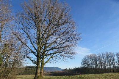 Circuit pédestre - La Belle Goutte