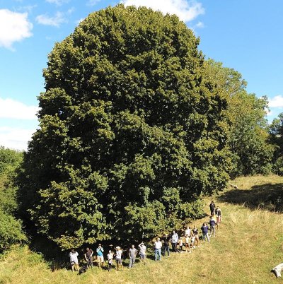 Tilleul de Kerdellec