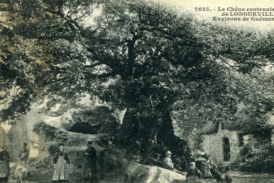 Chêne de Longueville
