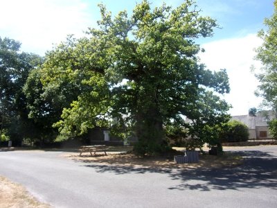 Chêne de Rosterch