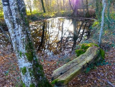 Boucle de l'eau et de la forêt enchantée
