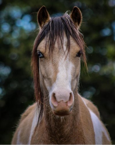 Animalin : Poney Club et Ferme Pédagogique