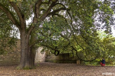 Chêne vert - Parc du Tribunal