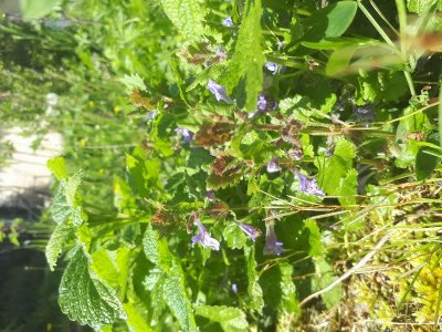 Un jardin à croquer
