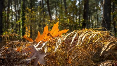 Circuit VTT Belle échappée