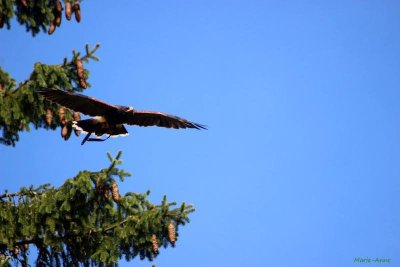 Echappée Morvan d'Ailes - Rando pieds nus