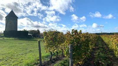 Circuit de randonnée : Vignes et bois