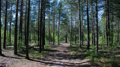 Circuit de randonnée : Les pinèdes