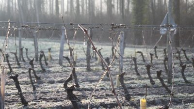 Circuit de randonnée : Parnay, entre Loire et coteaux