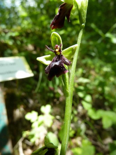 Les sentiers des Orchidées