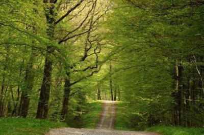 Mémoire de la Big Red One