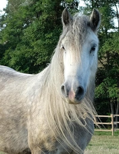 LES ECURIES D'INDIANA