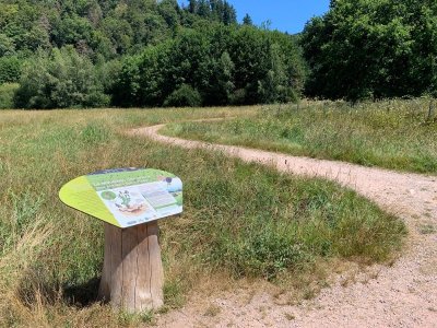 La zone humide de la moutière  - la prairie à azuré des paluds