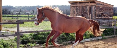 La Ferme Equestre des Pêches