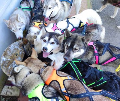 Les papattes dans la boue