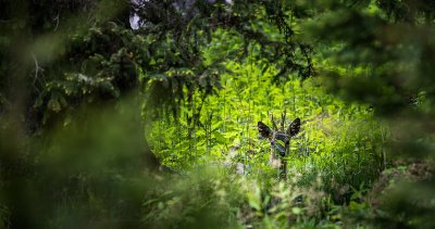 Sentier piéton - B9 - Le Plaigny Les Cotilles - Départ Altiport-le Blanchot
