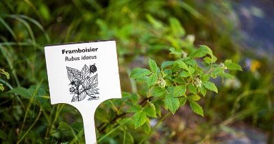 Sentier piéton - B11 - Sentier Botanique - Départ Méribel-Mottaret