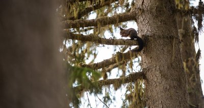 Sentier piéton - B10 - Forêt du Fontany - Départ Altiport-le Blanchot