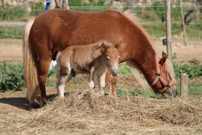 Les Hautes Canebières