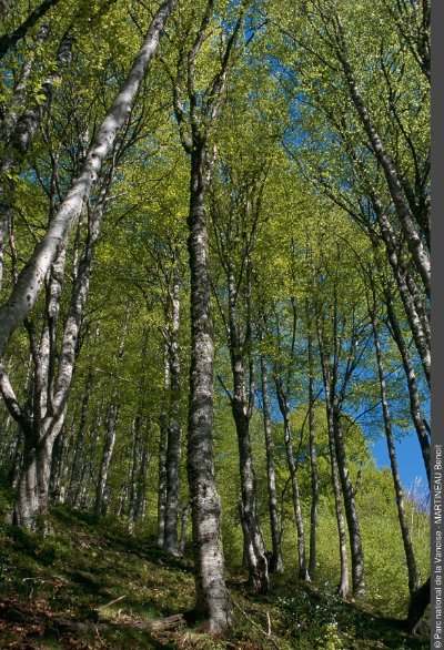 Forêt de Longefrasse