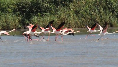 La Réserve du Petit Rhône
