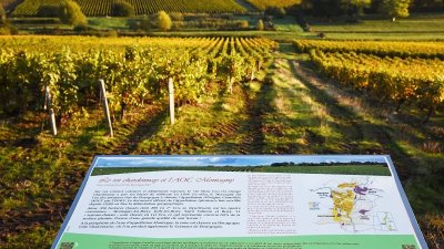 Sentier Viticole du Montagny
