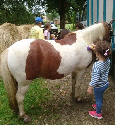 PONEYS BLACKSTONE ÉQUITATION