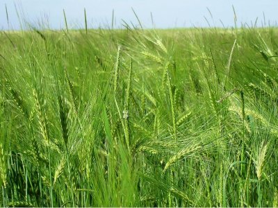 Le plateau de Clairefontaine