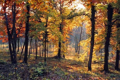 FORÊT DOMANIALE D'AUBERIVE