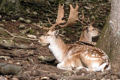 ENCLOS A GIBIER - PARC DE VISION