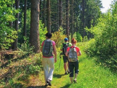Au coeur du massif forestier