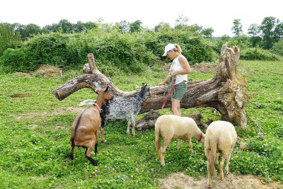 Refuge le Carrou'zèle de Yolly - La mini-ferme de Yolly