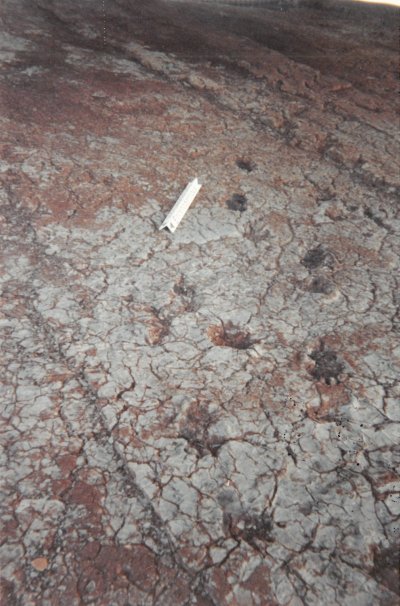 DALLE PALEONTOLOGIQUE DE LA LIEUDE