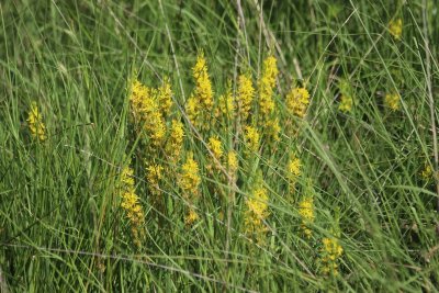 Landes humides du bois de la Seube