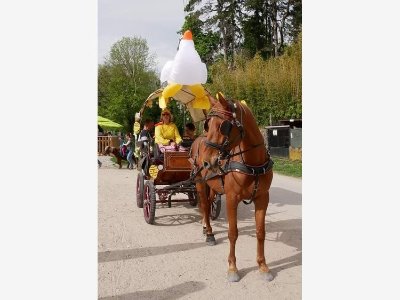 Les Crinières d'Attel'Anges