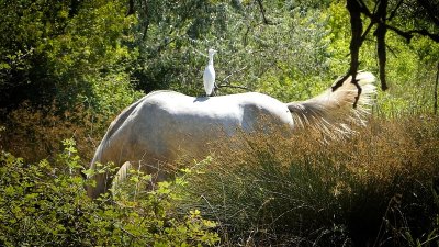 RANDONNEE SENTIER DES TAMARIS - SITE NATUREL PROTÉGÉ DU MÉJEAN