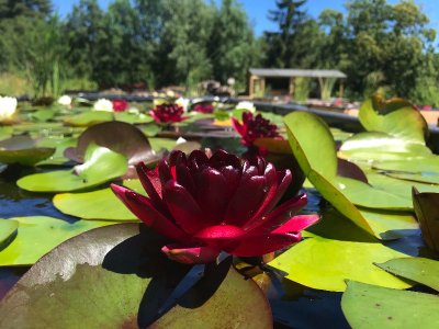 Titus, le Jardin des Nymphaeas