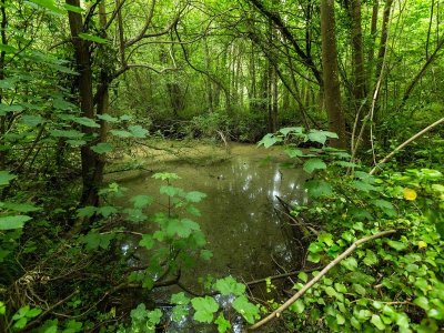 Sentier nature du bois du Caprice