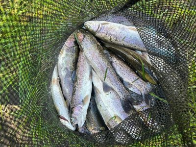 Multipêche Brouchaud