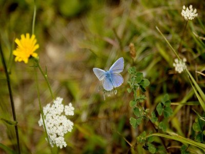 Des vallons de la Thue à Manneville
