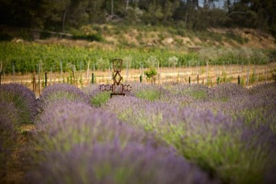 Le sentier vigneron du Château Gigognan