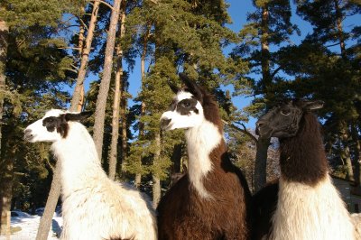 FERME LA TOISON D'OR