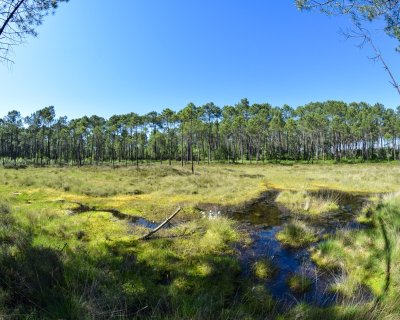 Les tourbières de l'Estanque