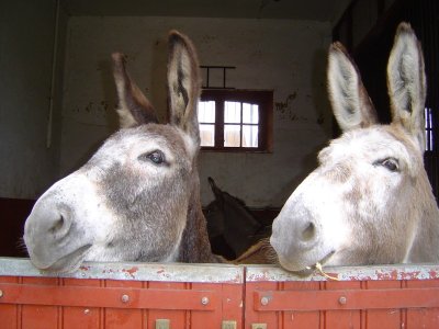 Ânes en Champagne