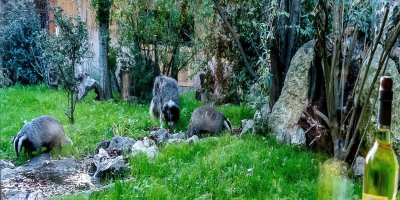 Les Animaux et Marino